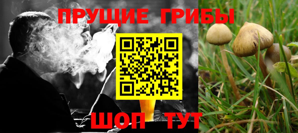 Псилоцибиновые грибы Psilocybine cubensis Стрежевой